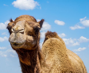 Majestic Camels … Healthiest Milk !