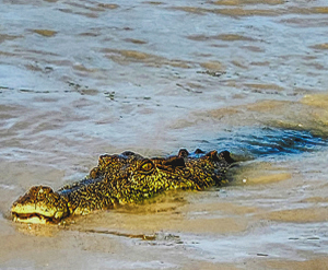 Crocs of Kakadu